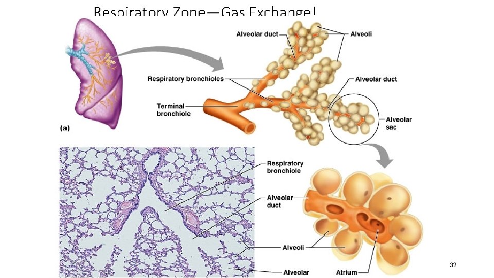 Respiratory Zone—Gas Exchange! • • • End-point of respiratory tree Structures that contain air-exchange