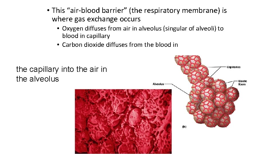  • This “air-blood barrier” (the respiratory membrane) is where gas exchange occurs •