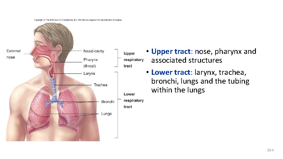  • Upper tract: nose, pharynx and associated structures • Lower tract: larynx, trachea,