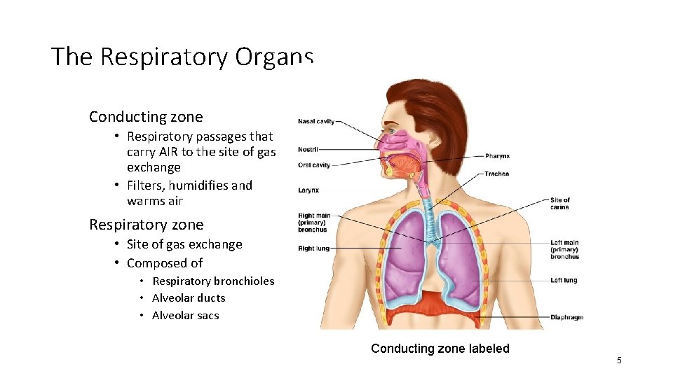 The Respiratory Organs Conducting zone • Respiratory passages that carry AIR to the site