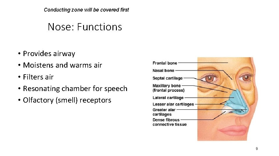 Conducting zone will be covered first Nose: Functions • Provides airway • Moistens and