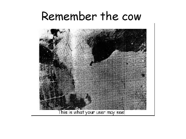 Remember the cow 