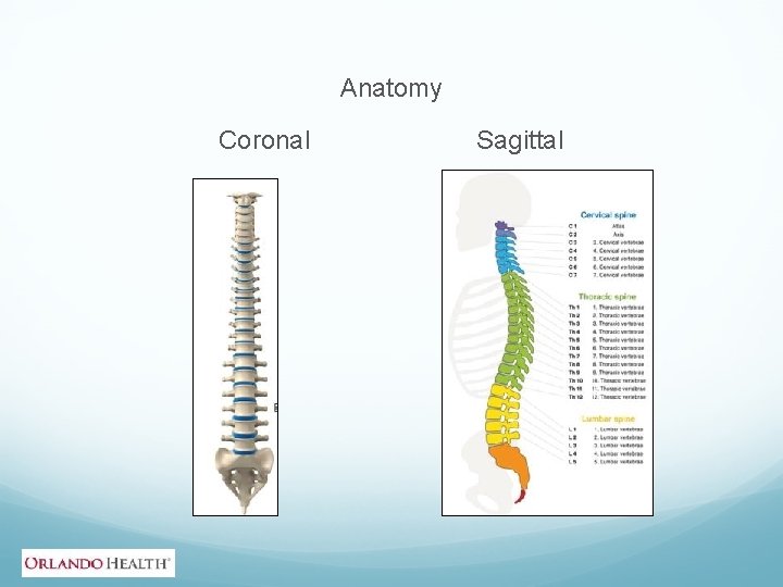 Anatomy Coronal Sagittal 