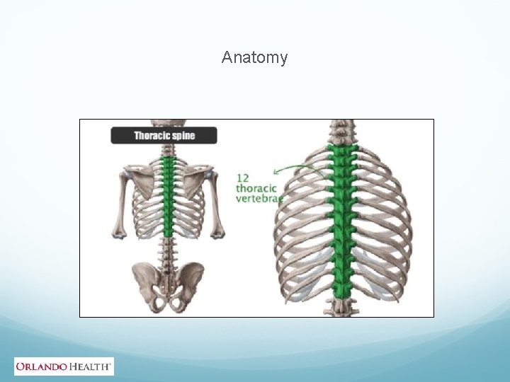 Anatomy 