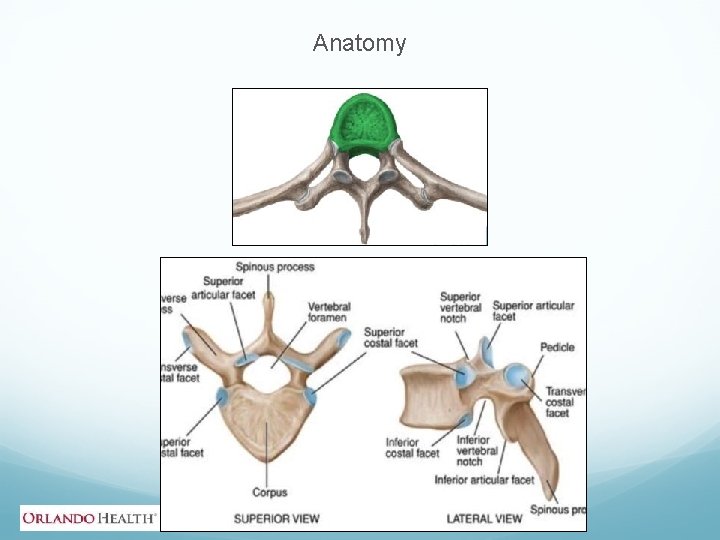 Anatomy 