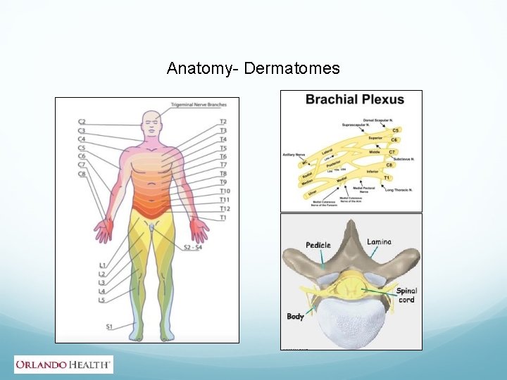 Anatomy- Dermatomes 