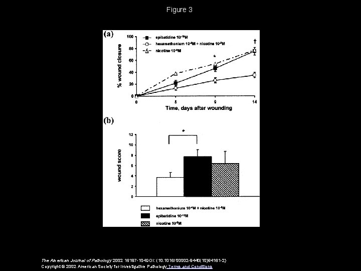 Figure 3 The American Journal of Pathology 2002 16197 -104 DOI: (10. 1016/S 0002