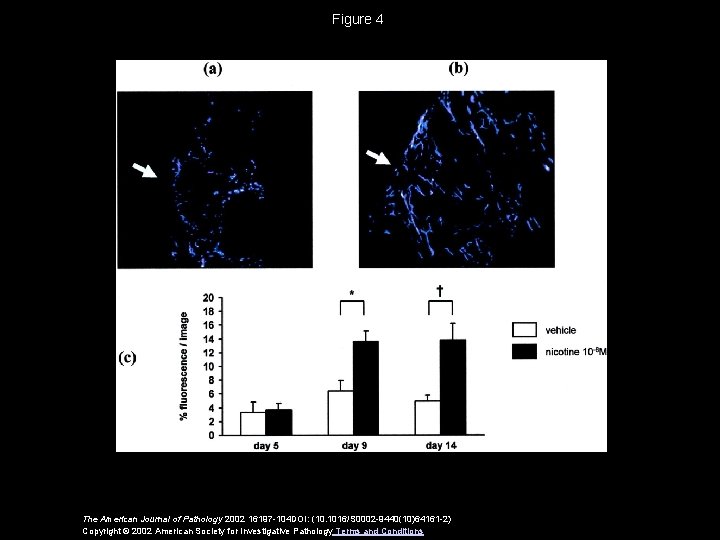 Figure 4 The American Journal of Pathology 2002 16197 -104 DOI: (10. 1016/S 0002