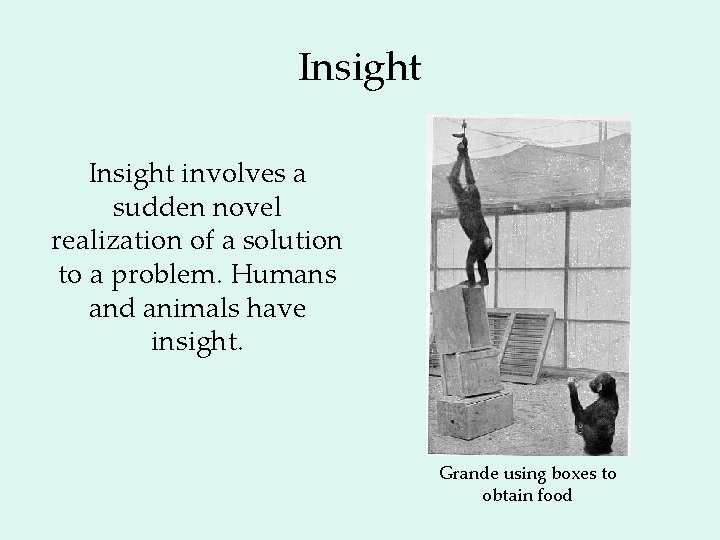 Insight involves a sudden novel realization of a solution to a problem. Humans and