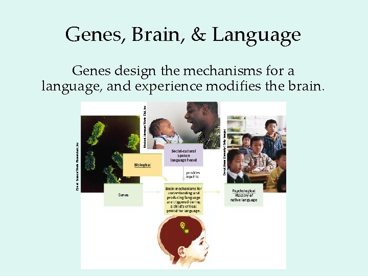 David Hume Kennerly/ Getty Images Michael Newman/ Photo Edit, Inc. Eye of Science/ Photo