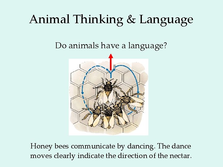 Animal Thinking & Language Do animals have a language? Honey bees communicate by dancing.