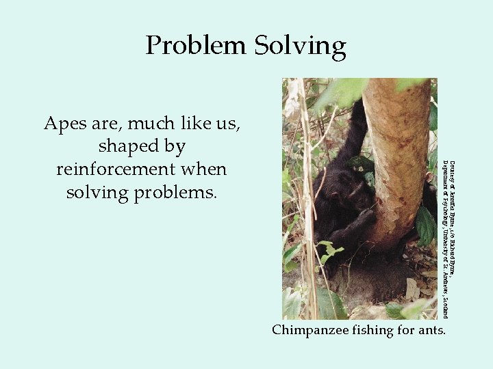 Problem Solving Courtesy of Jennifer Byrne, c/o Richard Byrne, Department of Psychology, University of