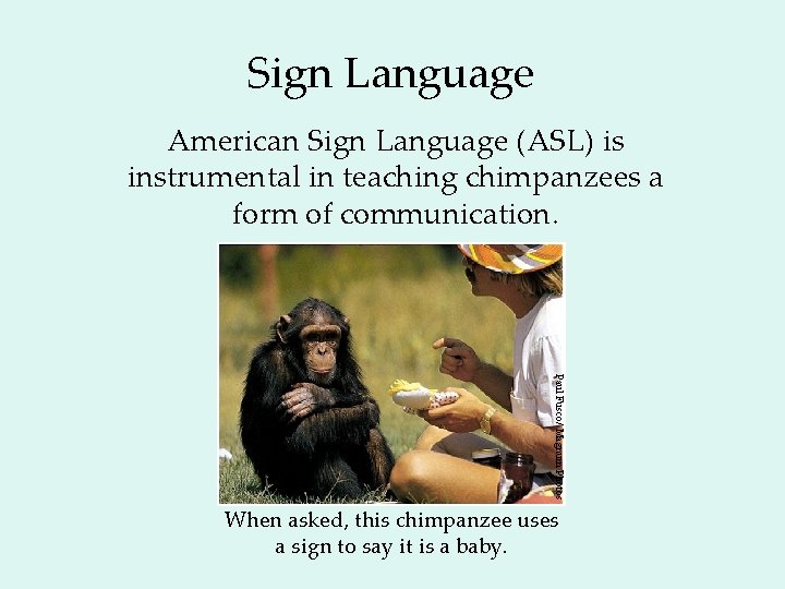 Sign Language American Sign Language (ASL) is instrumental in teaching chimpanzees a form of