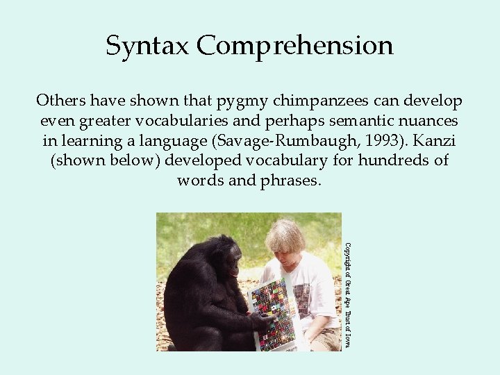 Syntax Comprehension Others have shown that pygmy chimpanzees can develop even greater vocabularies and