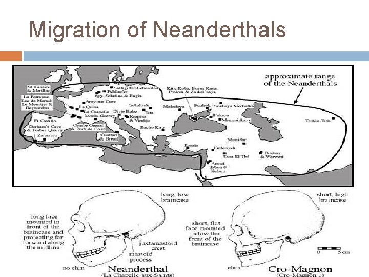 Migration of Neanderthals 