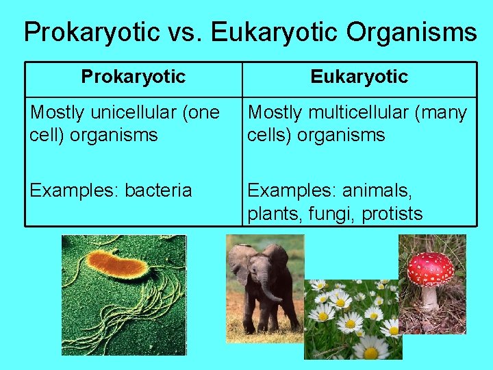 Prokaryotic vs. Eukaryotic Organisms Prokaryotic Eukaryotic Mostly unicellular (one cell) organisms Mostly multicellular (many
