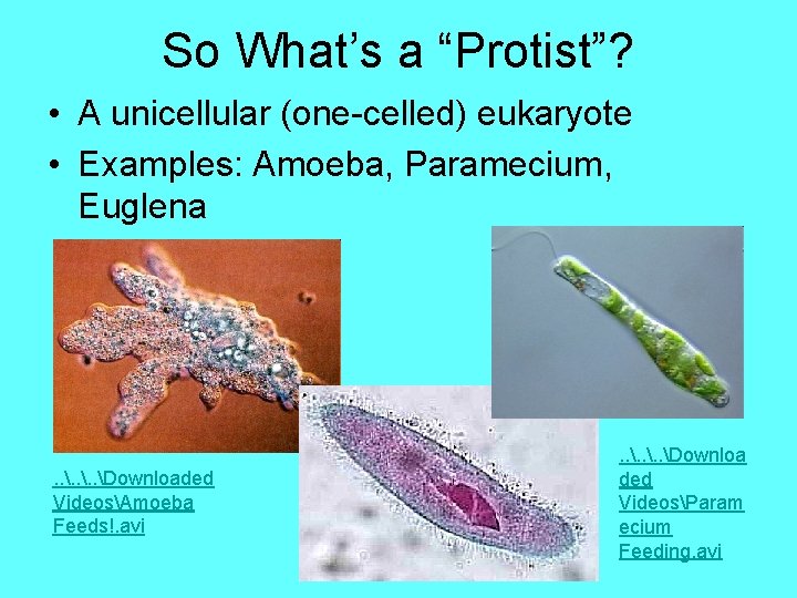So What’s a “Protist”? • A unicellular (one-celled) eukaryote • Examples: Amoeba, Paramecium, Euglena