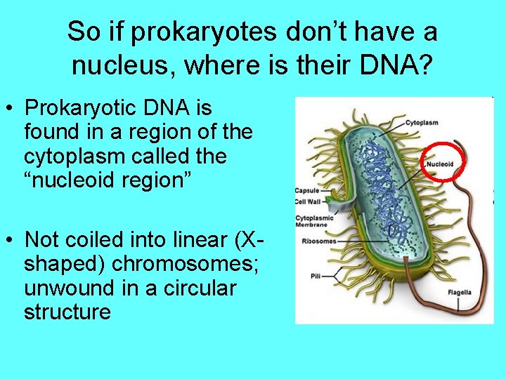 So if prokaryotes don’t have a nucleus, where is their DNA? • Prokaryotic DNA