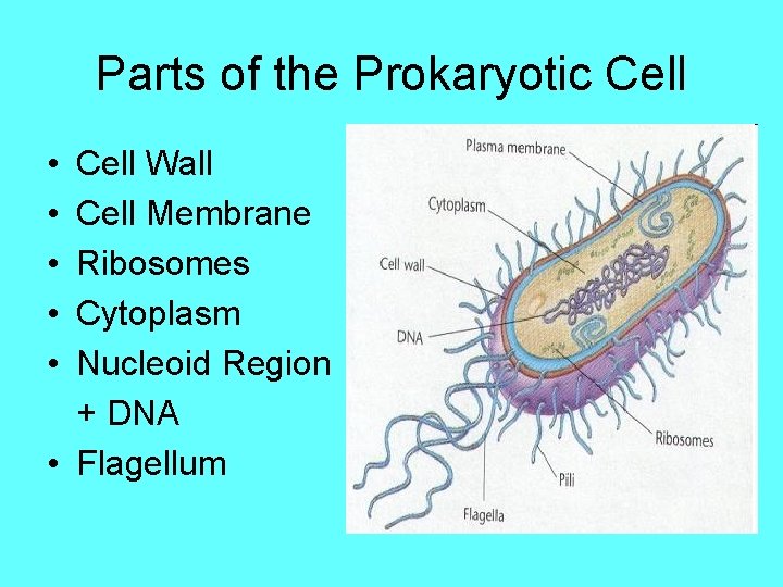 Parts of the Prokaryotic Cell • • • Cell Wall Cell Membrane Ribosomes Cytoplasm