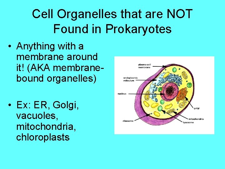 Cell Organelles that are NOT Found in Prokaryotes • Anything with a membrane around