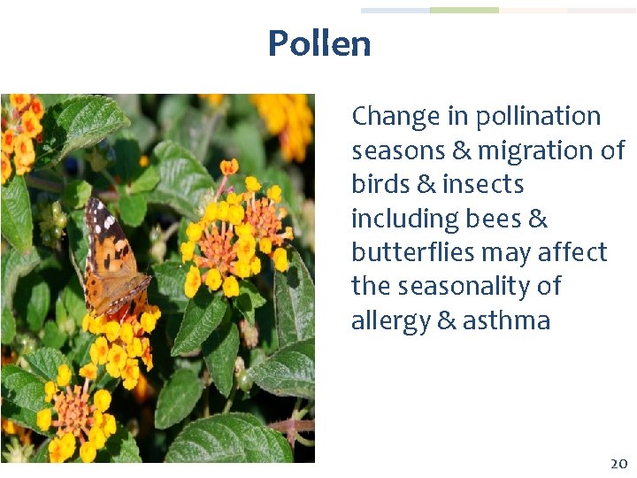 Pollen Change in pollination seasons & migration of birds & insects including bees &