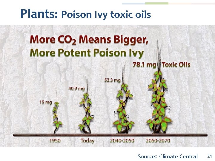 Plants: Poison Ivy toxic oils Source: Climate Central 21 