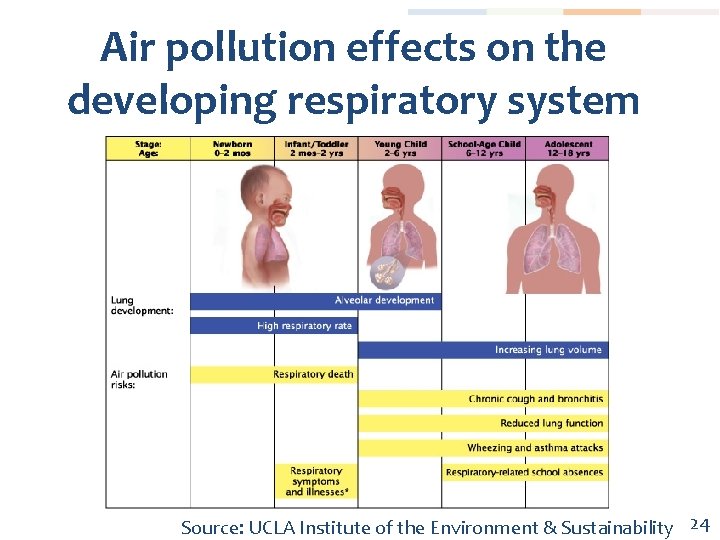 Air pollution effects on the developing respiratory system Source: UCLA Institute of the Environment