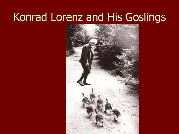Konrad Lorenz and His Goslings 