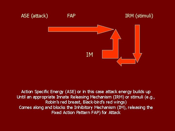 ASE (attack) FAP IRM (stimuli) IM Action Specific Energy (ASE) or in this case