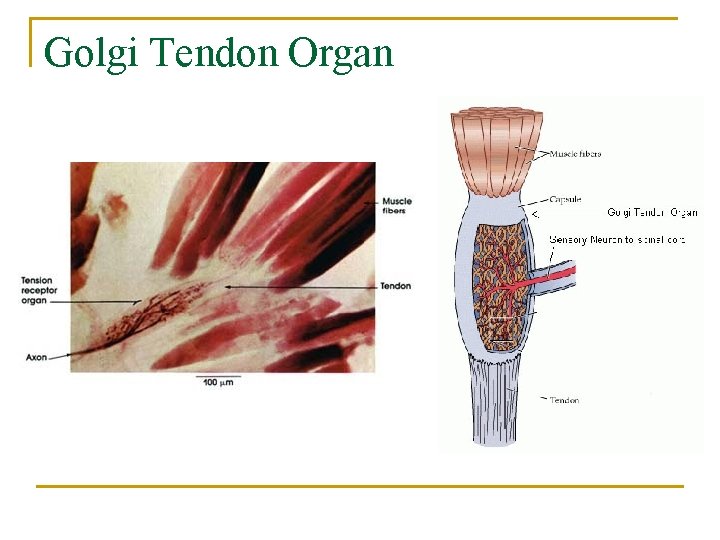 Golgi Tendon Organ 