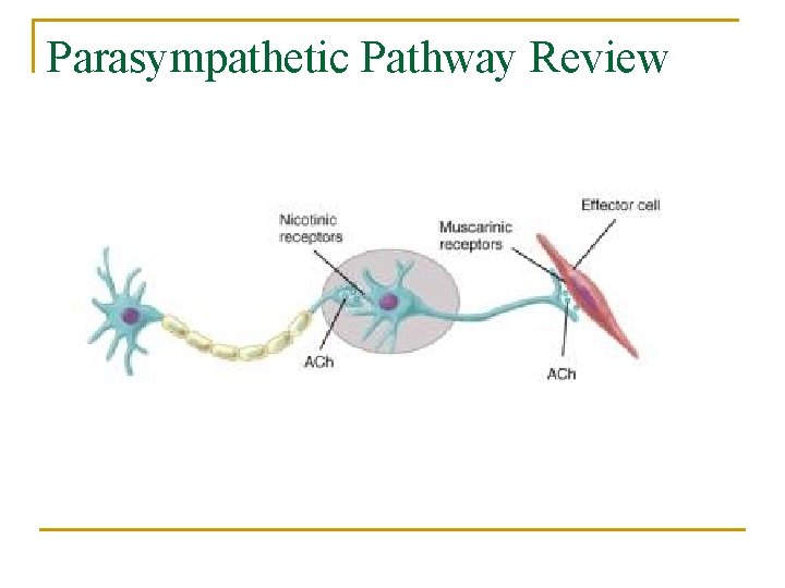 Parasympathetic Pathway Review 