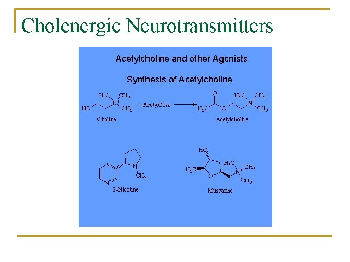 Cholenergic Neurotransmitters 