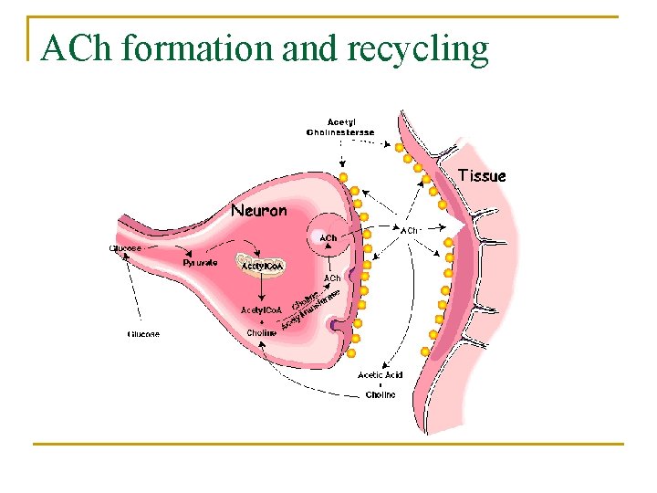ACh formation and recycling 