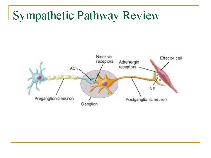 Sympathetic Pathway Review 