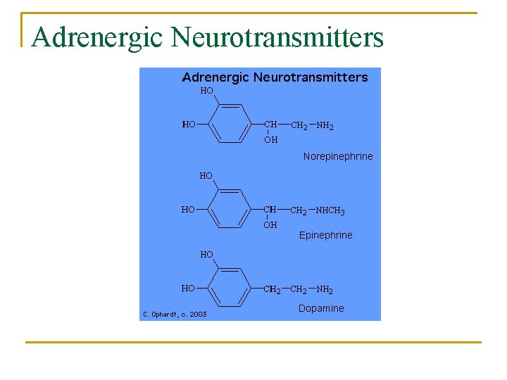Adrenergic Neurotransmitters 