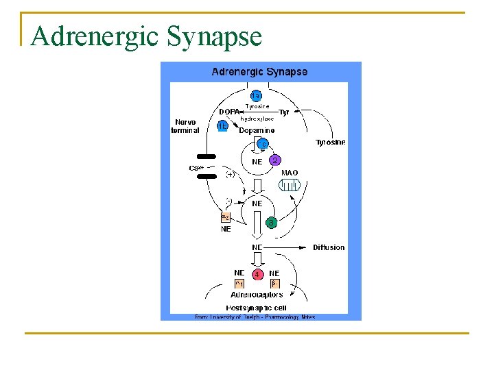Adrenergic Synapse 