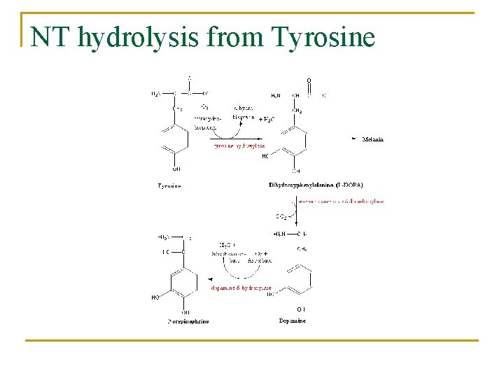 NT hydrolysis from Tyrosine 