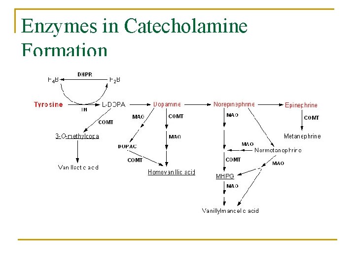Enzymes in Catecholamine Formation 