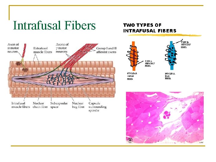 Intrafusal Fibers 