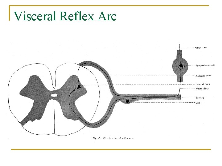 Visceral Reflex Arc 