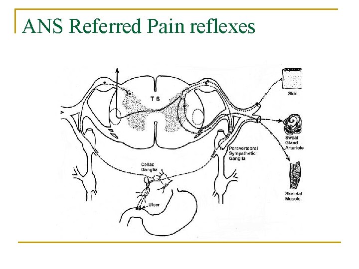 ANS Referred Pain reflexes 