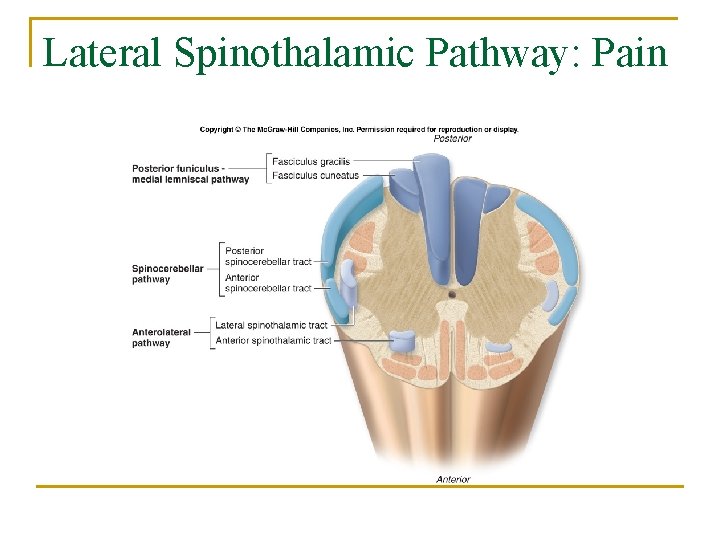 Lateral Spinothalamic Pathway: Pain 