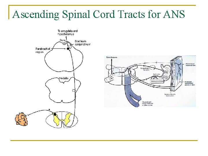 Ascending Spinal Cord Tracts for ANS 