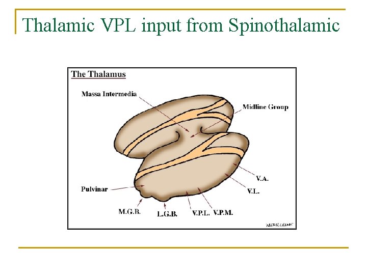 Thalamic VPL input from Spinothalamic 