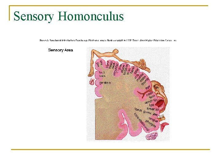 Sensory Homonculus 