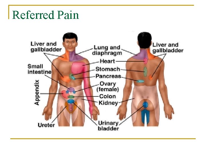 Referred Pain 