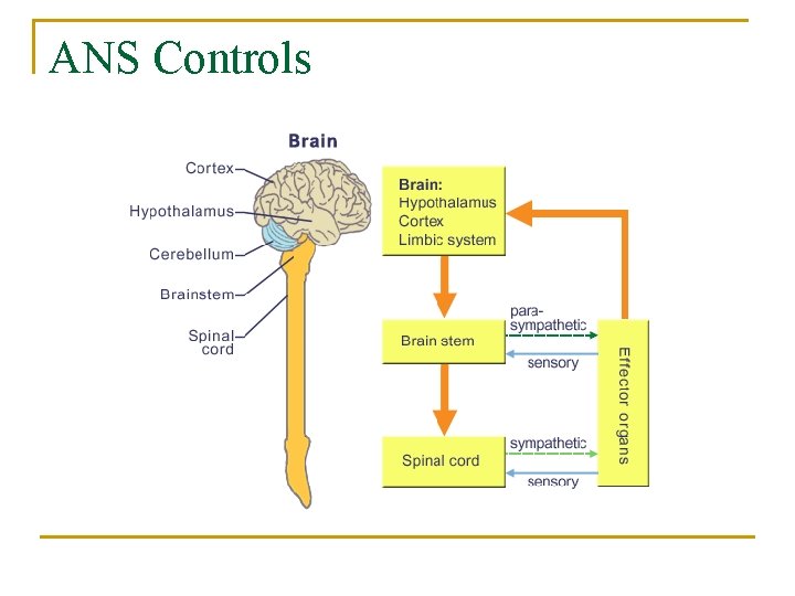 ANS Controls 