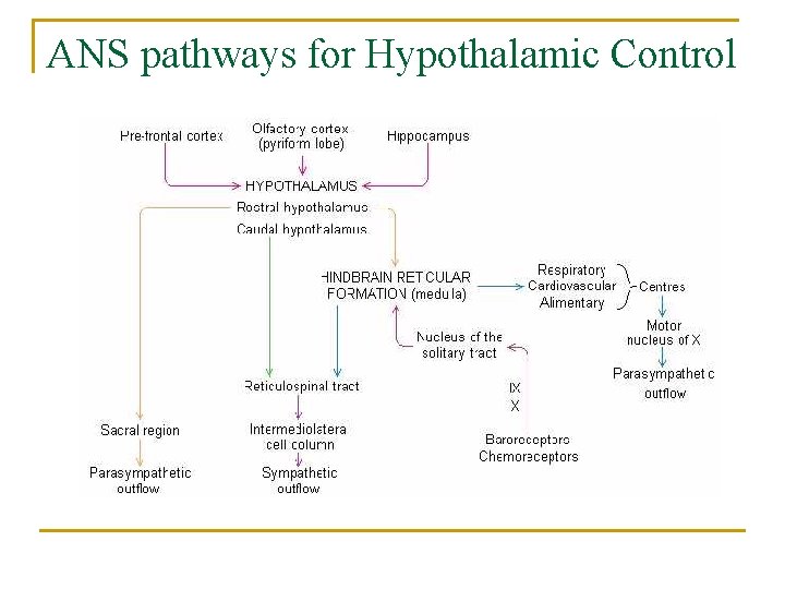 ANS pathways for Hypothalamic Control 