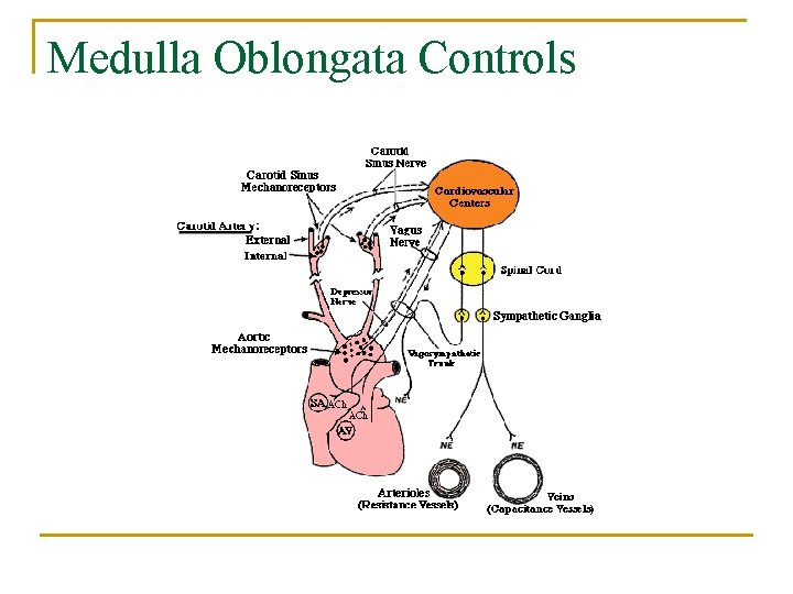 Medulla Oblongata Controls 