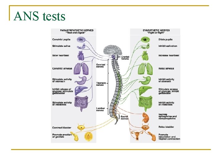 ANS tests 